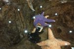 PICTURES/Oregon Coast Aquarium - Newport/t_StarFish12.JPG